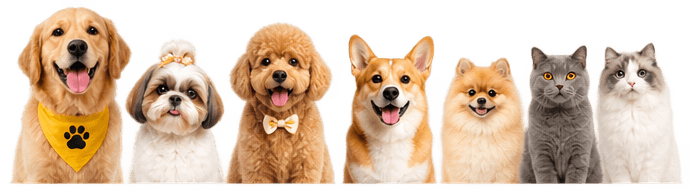 A golden retriever and a tabby cat